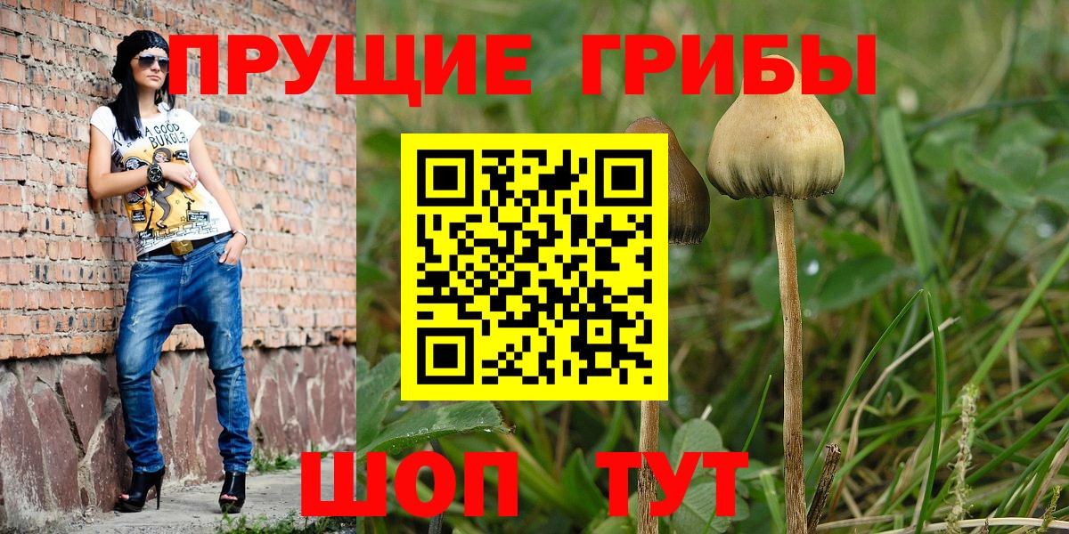 цены   Вход с VPN  Шатура  Галлюциногенные грибы Cubensis 